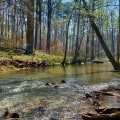Exploring the Benefits of Green Spaces and Nature Preserves in Durham, NC